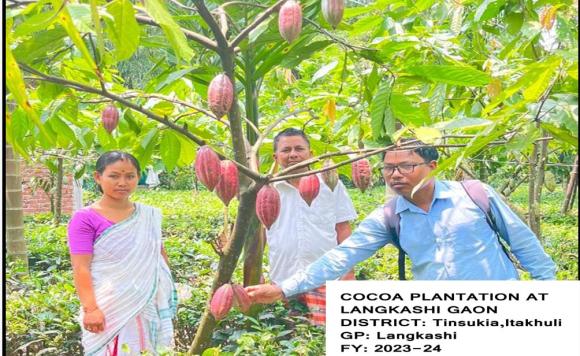 Cocoa Plantation, Assam