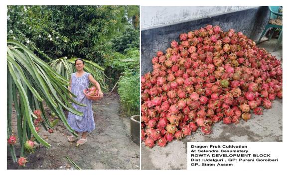Dragon Fruit Cultivation, Assam