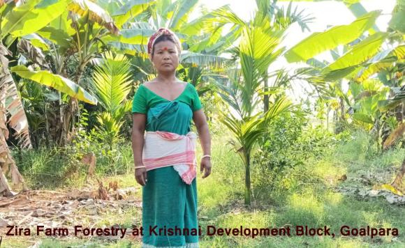 Zira Farm Forestry at Krishnai Development Block, Goalpara